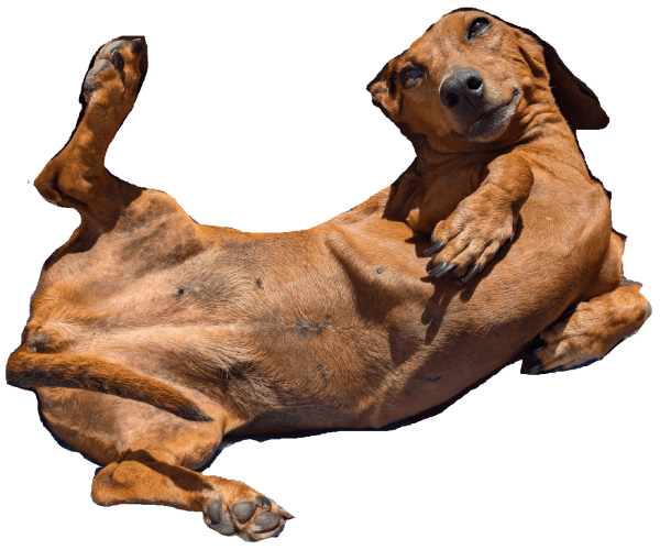 Hazelnut dachshund splatting on the screen